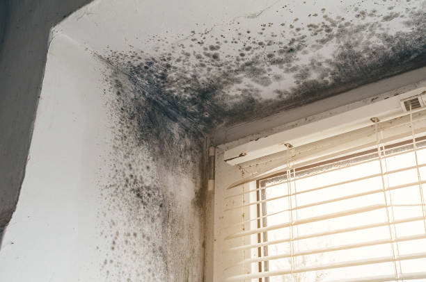 Affordable Bathroom Mold Removal solutions in Ashland, MA